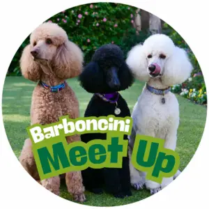barboncini meet up a dog city garden