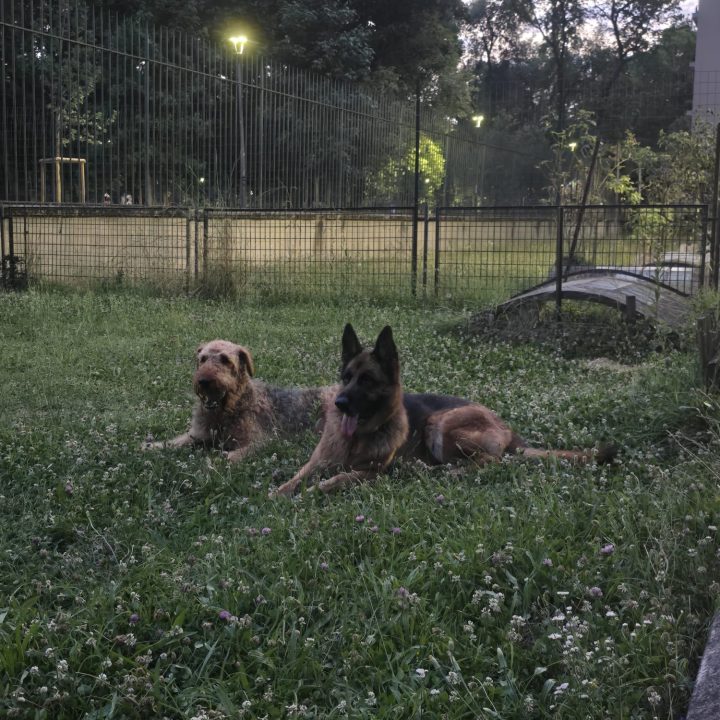 Area cani privata Parco Solari