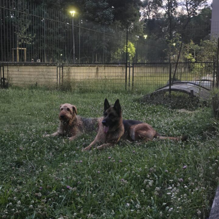 Area cani privata Parco Solari