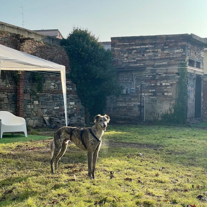 Belmore al Dog City Garden