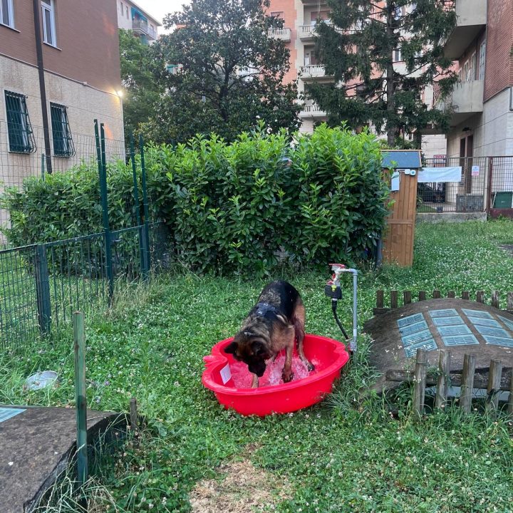 Area cani privata Parco Solari